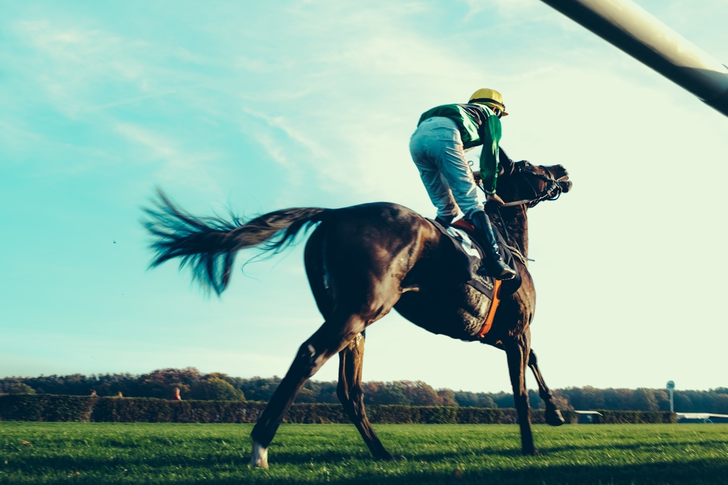 The Art of Choosing Winning Horses